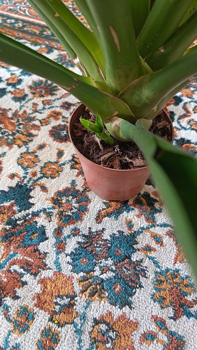 Красивая Гузмания