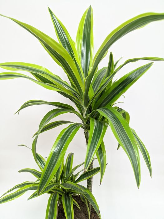 Драцена душистая Лемон лайм