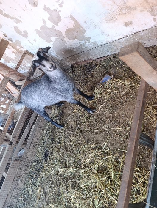 Токал ешкы, продам козу