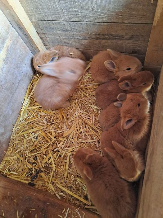 Quyon Zoti Burgund toza qon !