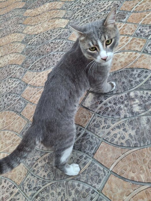 Кошка домашняя, серая