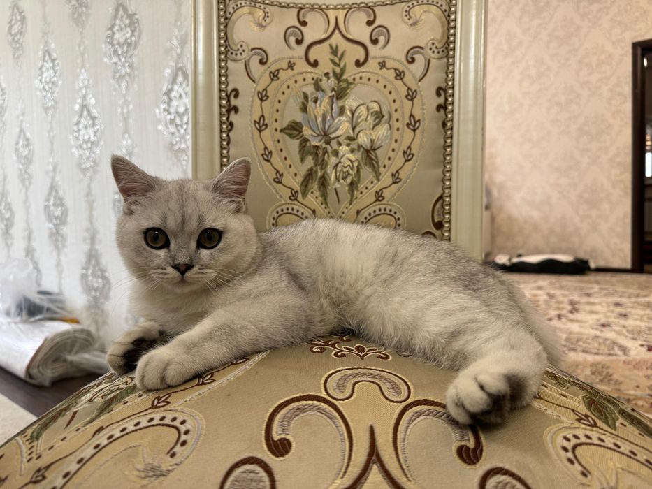 продам кота британ