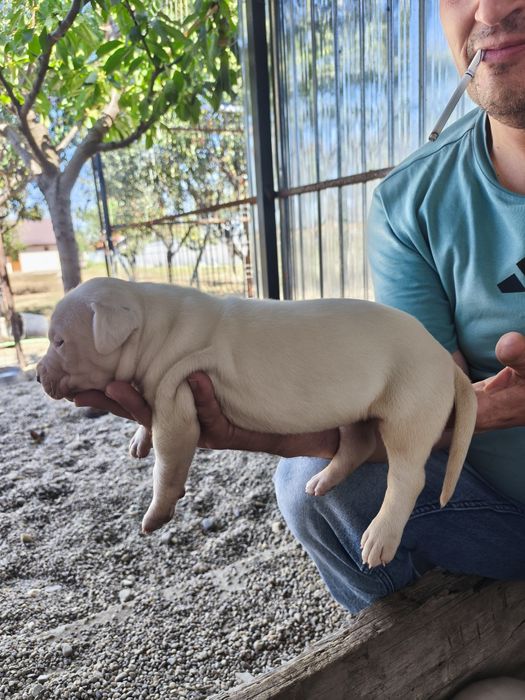 Vând pui Dog Argentinian Dogo Argentino
