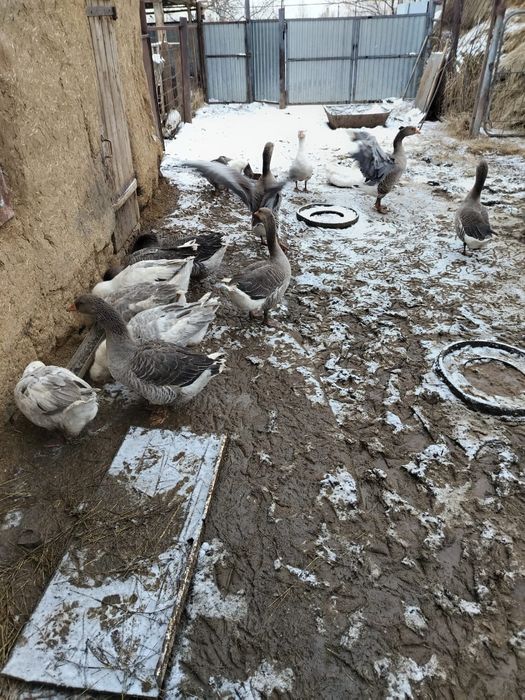 Продам гусей,на племя