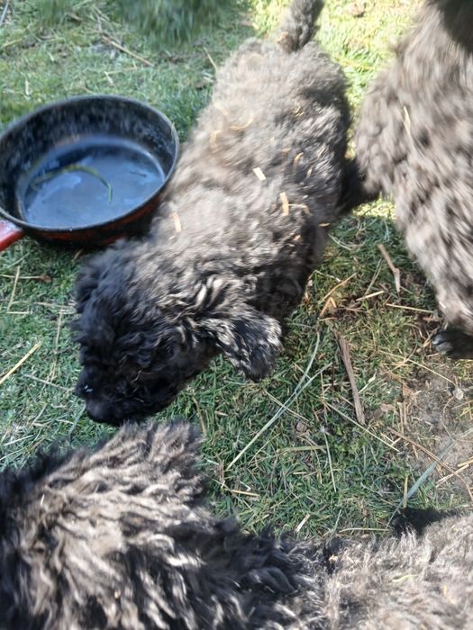 Căței de întors de o lună jumate