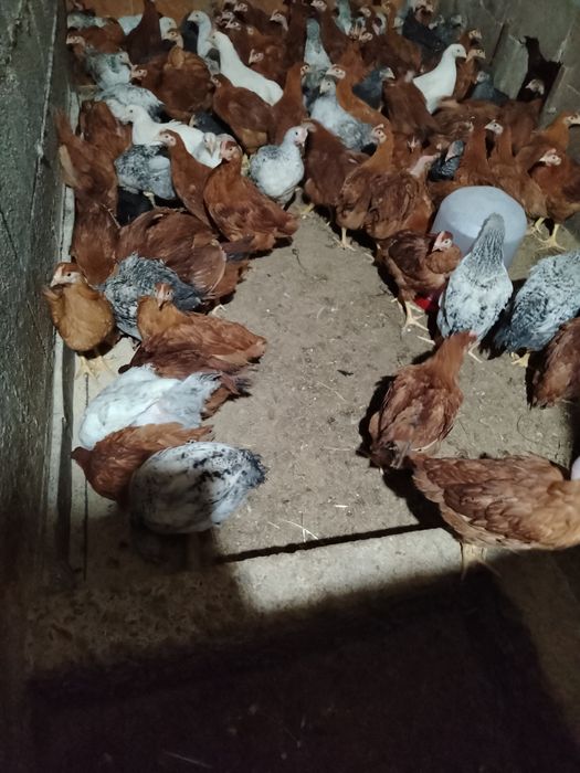 Vând Pui rasă mixtă