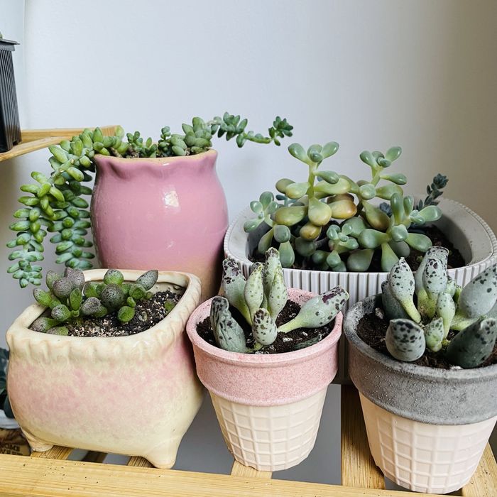 Суккулеты литопсы