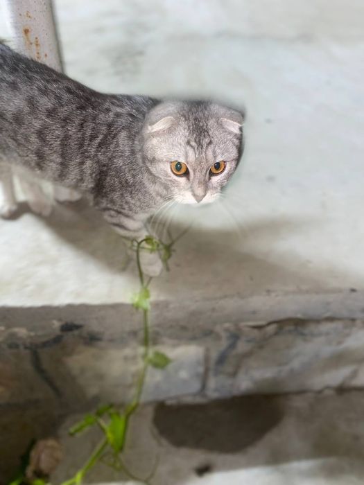 Mushuk sotiladi urgʻochi