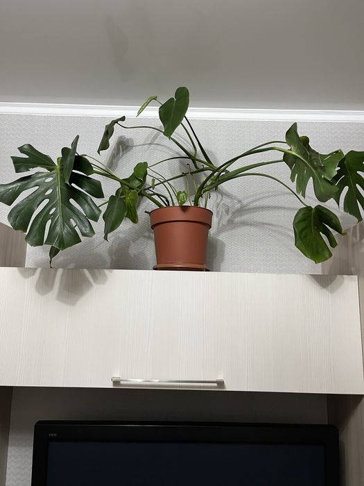 Замиокулькас, монстера