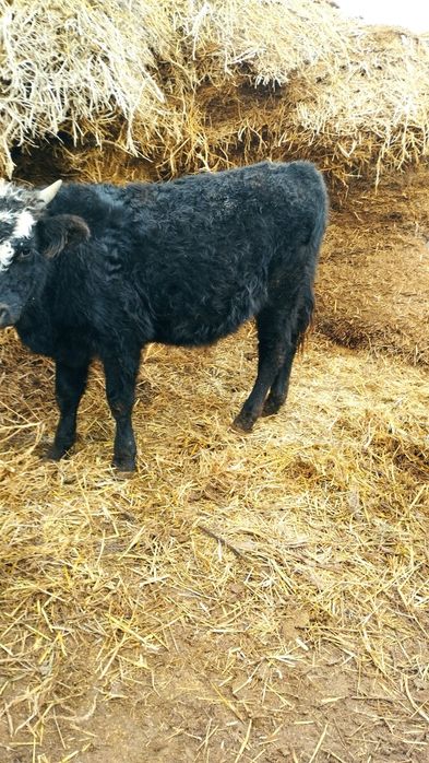 Баспақтар бар сатылады