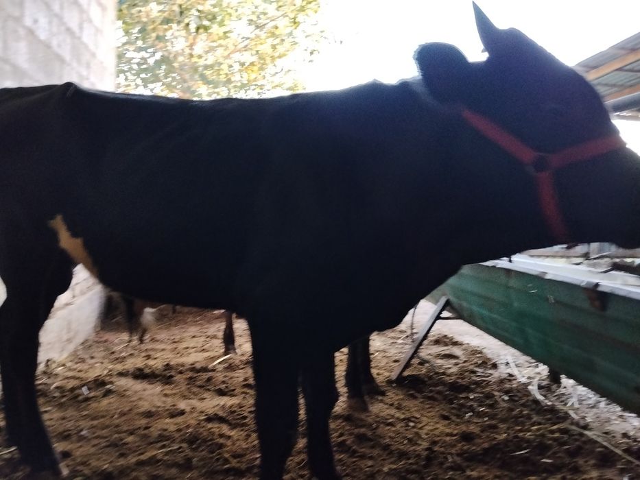 Buqacha sotiladi. Narxini kelishamiz