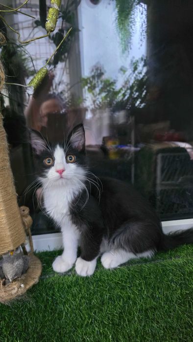 Кот, 4 месяца, зовут Доллар