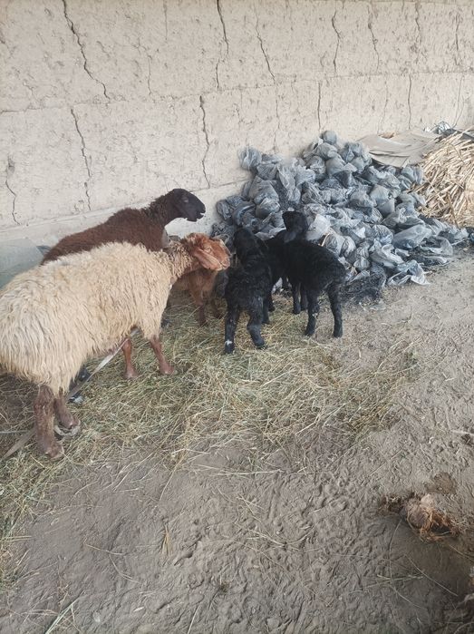 Egizchi quylar 2tugish