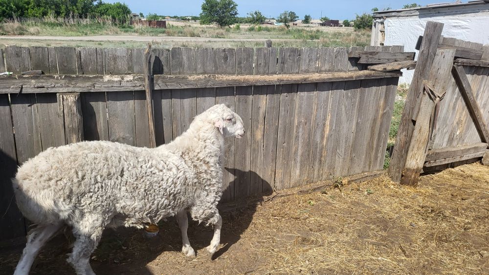 Продам  баран хорошее