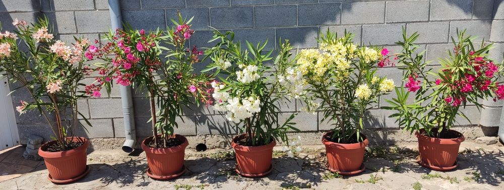 Олеандър ( Зокум )