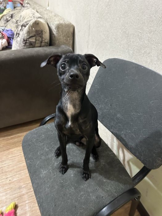 Той терьер бесплатно в добрые руки