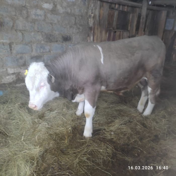 Продам быка на племя
