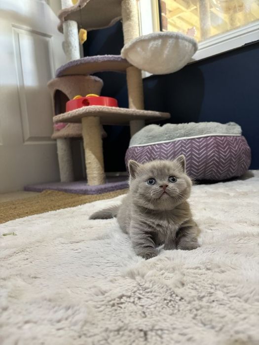 Продам Шотландских котят