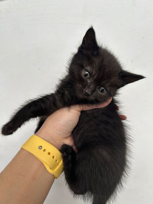 отдам котят бесплатно