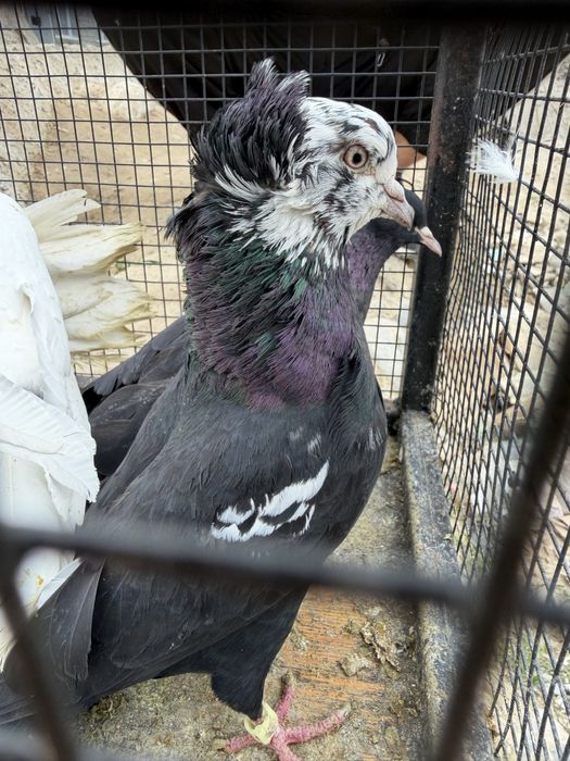 Голубы Гулсар Продам