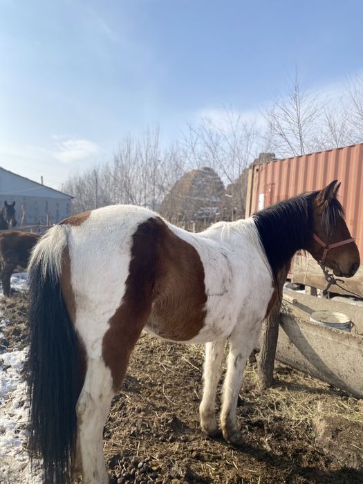 Ат,жылқы,соғым,лошадь