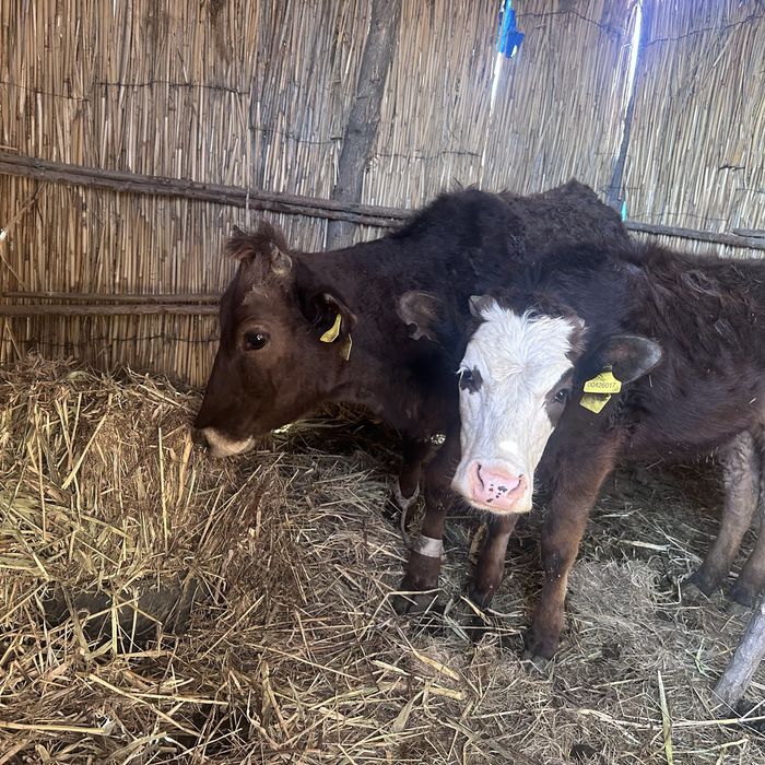 Телки 2еу сатылад