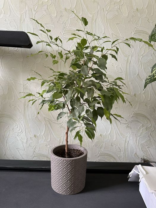 Фикусы Бенджамина