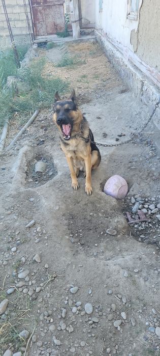 Apcharka nemetiski toza yoshi 1 yoshar o'rgatilgan