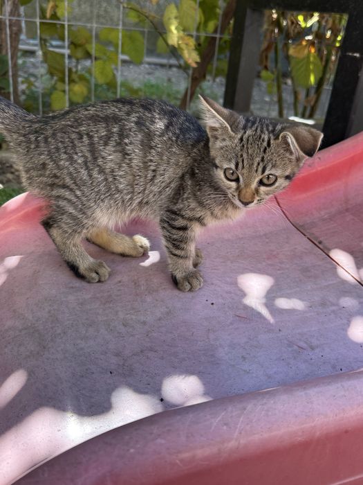 Ofer spre adoptie doua pisicute