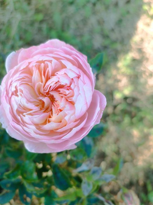 Pionavidni atirgullar