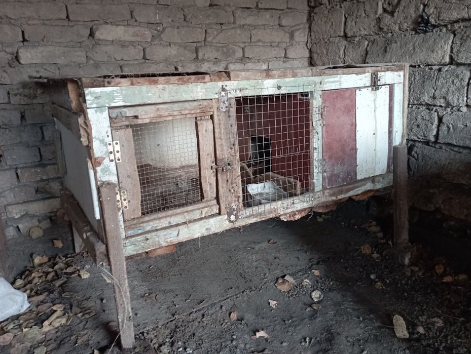 Quyon uchun baqquvat kletkalar bor uy sharoitida yasalgan.