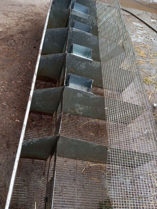 Куен клетка сотилади