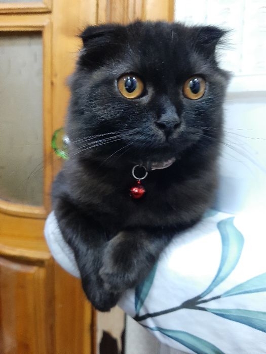 Скоттиш  фолд  мушук сотилади