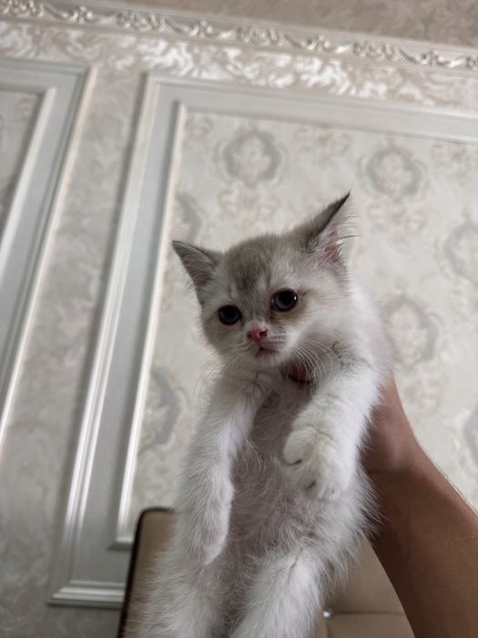 Британская шиншилла blue point. Нежная, спокойная, приучена к лотку.