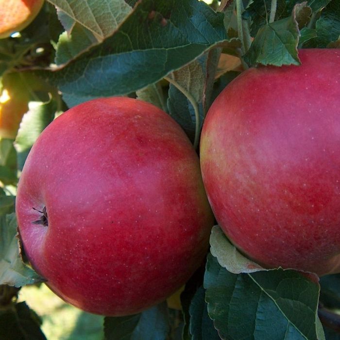 Măr Soiul (Crețesc Roșu de Prahova )