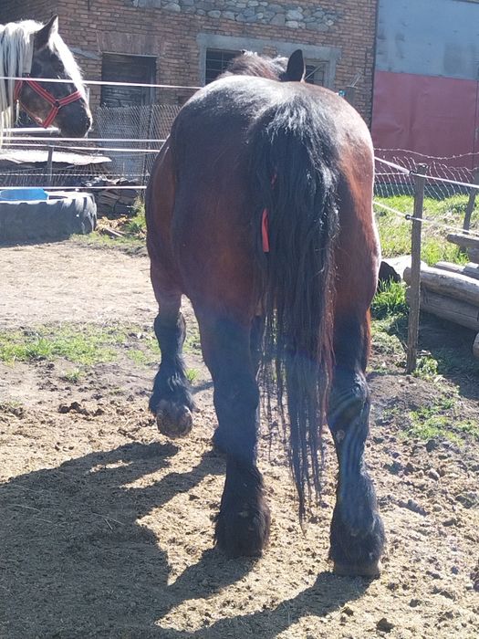 Iepe gestante de vănzare