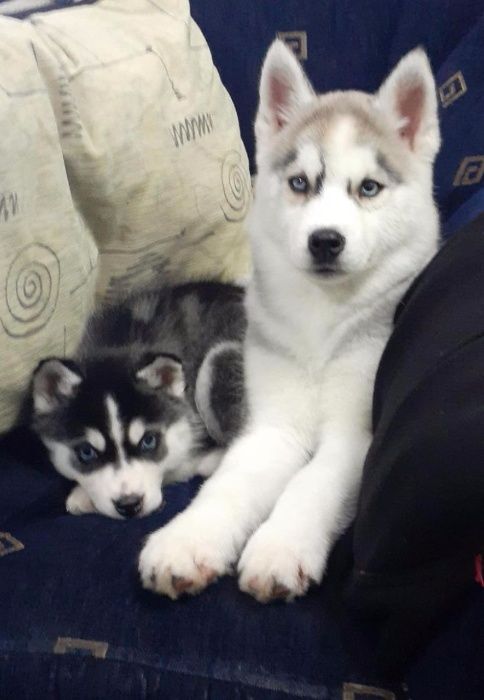 Серебристая голубоглазая девочка хаски