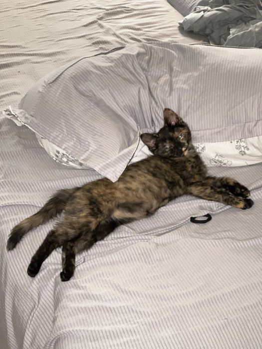Котенок ищет дом.