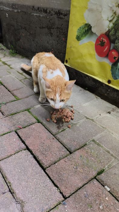 Котик ищет семью