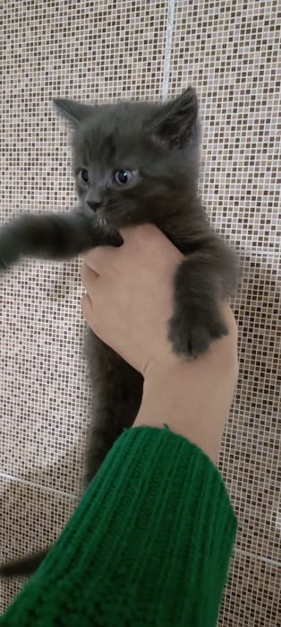 Отдам Бесплатно в хорошие руки