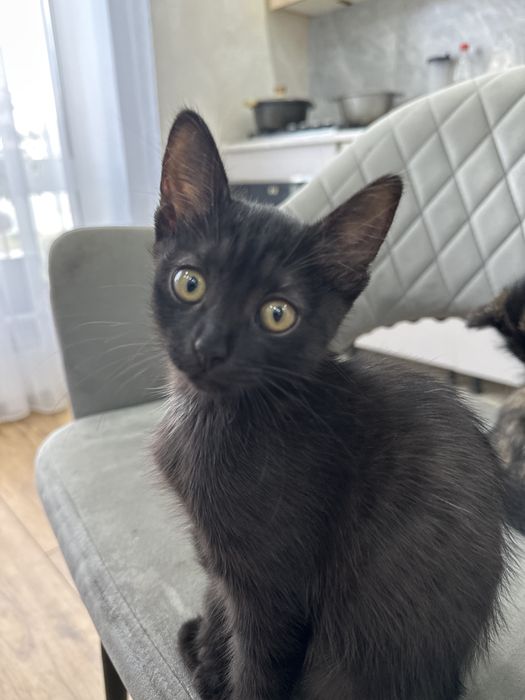 Отдам котенка срочно