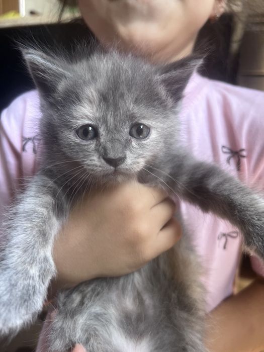 Продаеться котята чистокровной 2 месяца