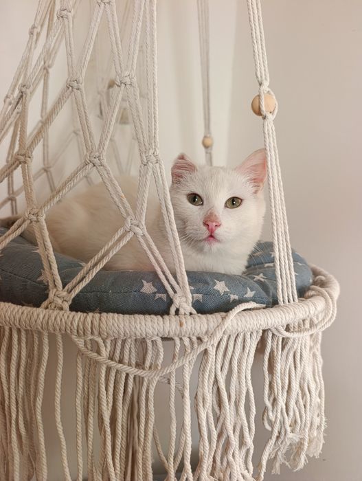 Котенок в ответственные добрые руки