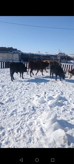 бука сатамын/продам быков