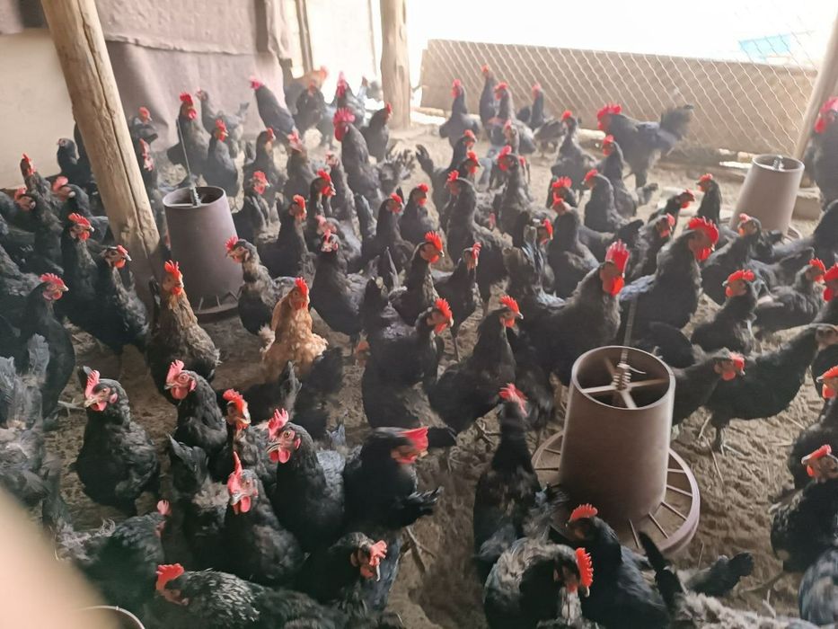 Qora tovuq joʻjalariga zakaz olamiz 6000 soʻmdan