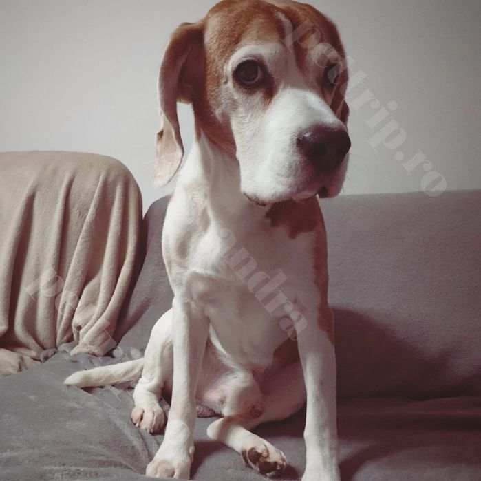 Pensiune/Pet Sitter/Cazare animale(căței, pisici, etc.)/Plimbare căței