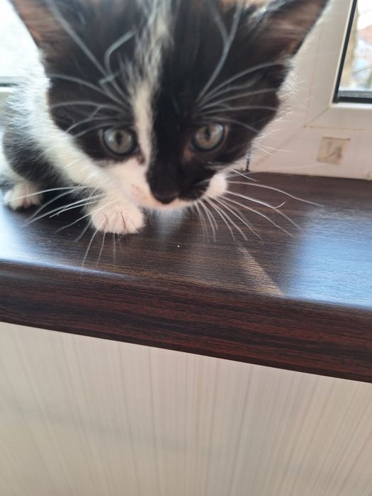 Отдам в добрые руки кошечку