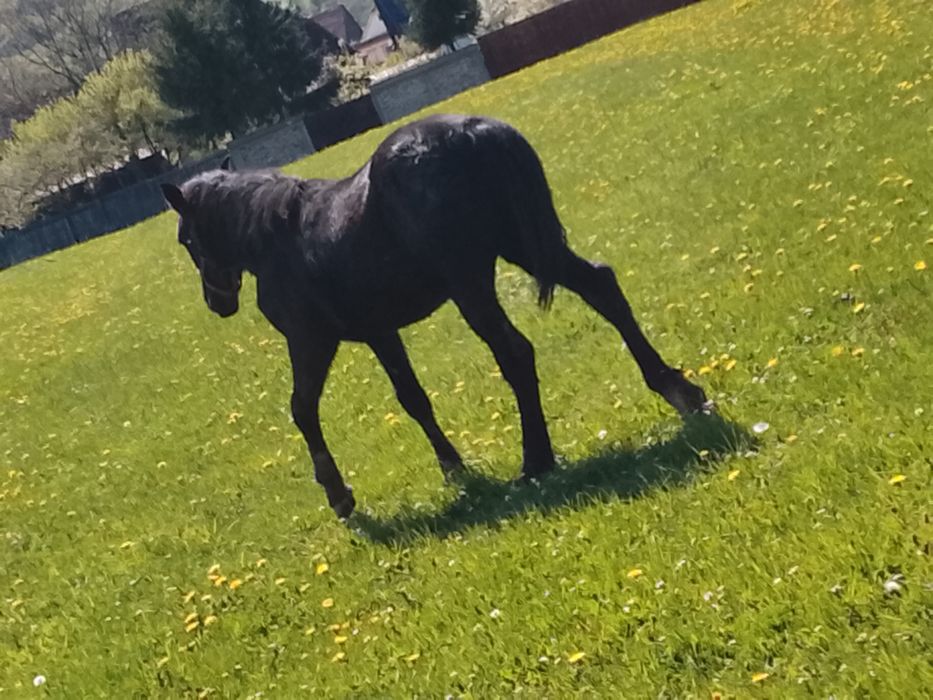 Vând sau schimb mânză