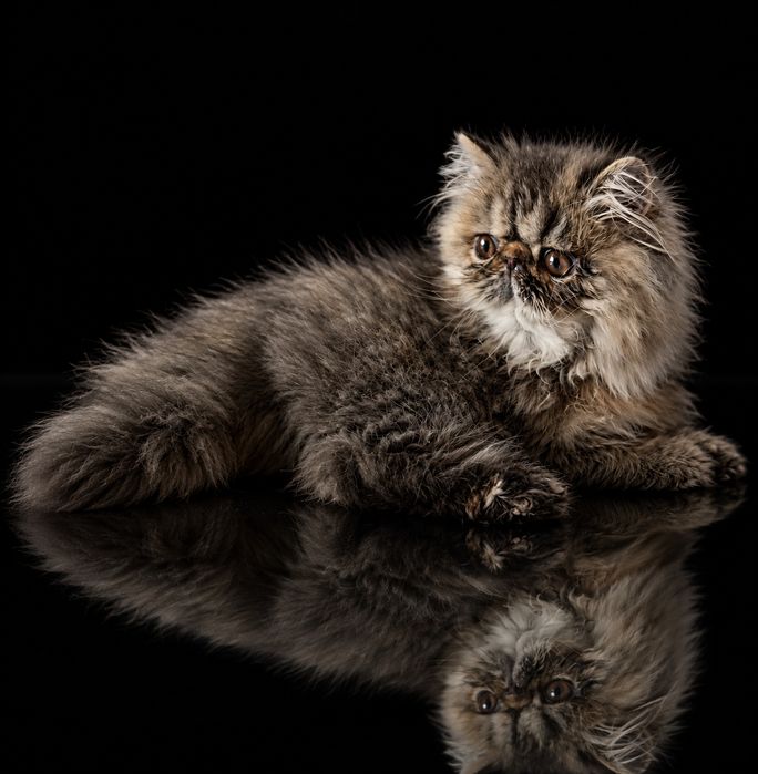 Котёнок персидский девочка