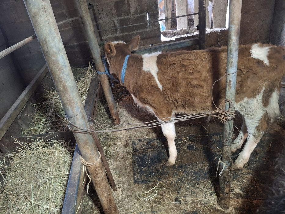 телята одна телочка один бычок